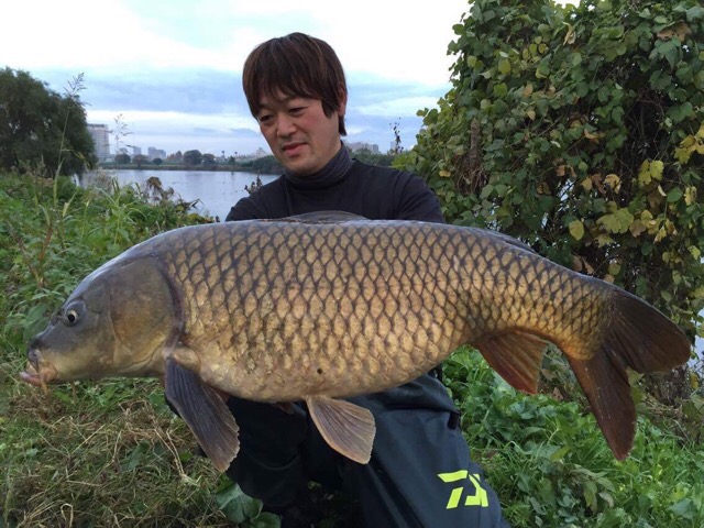 多摩川鯉釣り大会 Eurocarp ユーロカープ ボイリー リグ ロッド リール等カープフィッシング専門店